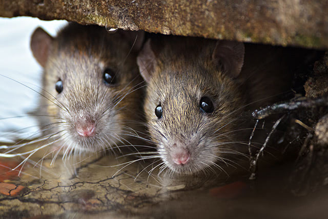 Extended coronavirus lockdown making London’s rat infestation worse