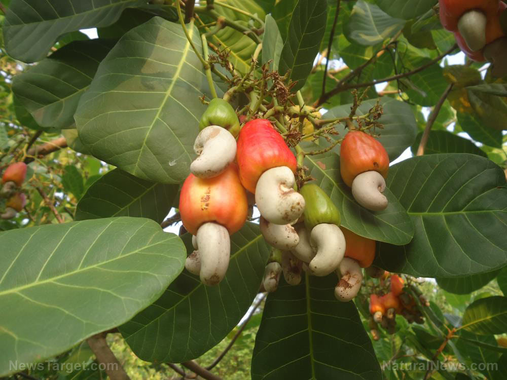 Stop inflammation and asthma attacks with cashew leaf extracts