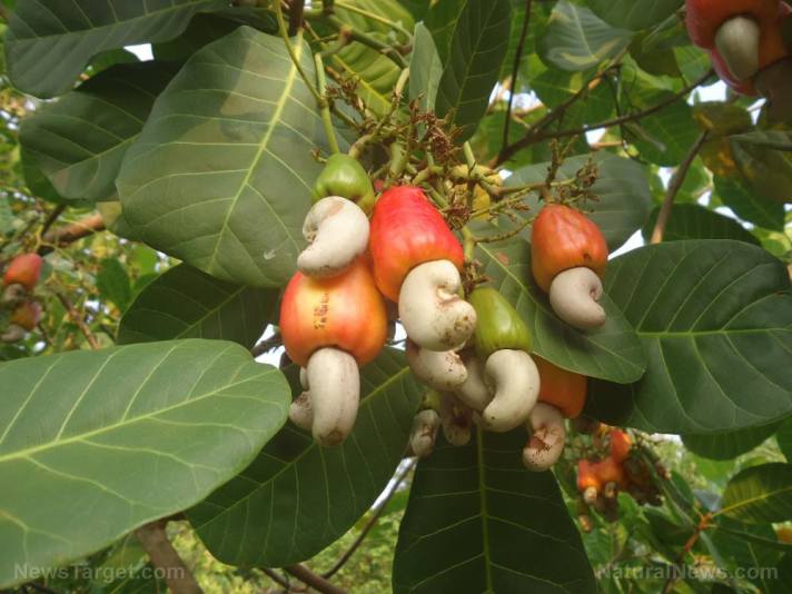 Researchers identify the compounds responsible for Anacardium occidentale’s (cashew) anti-asthma effects