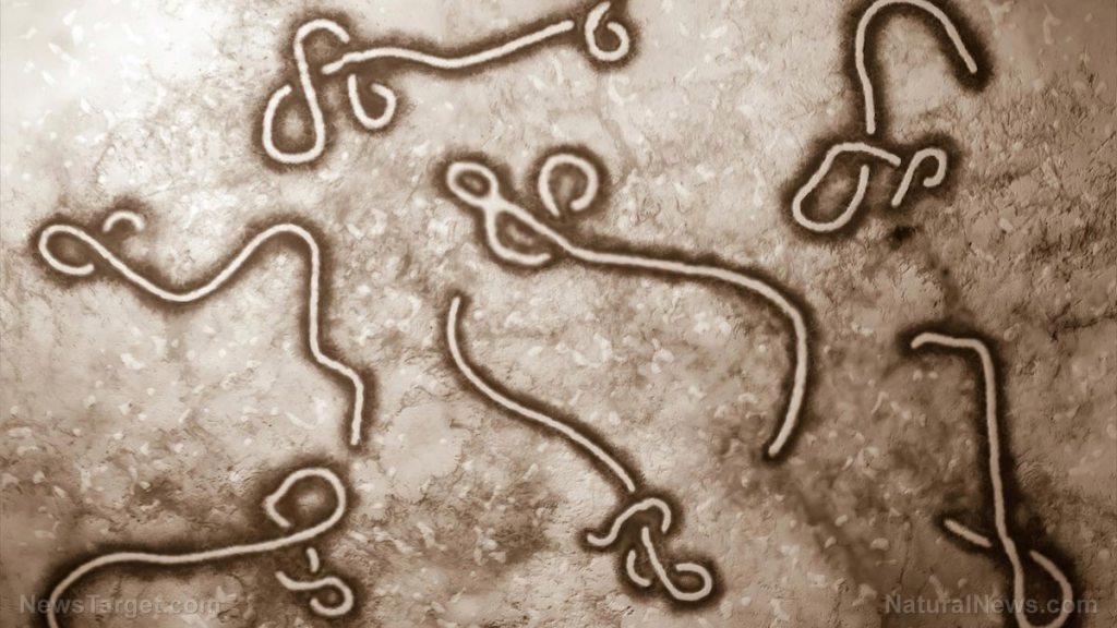 If Ebola remains in semen of infected men, why were male Ebola victims in US 'cleared' as virus-free?