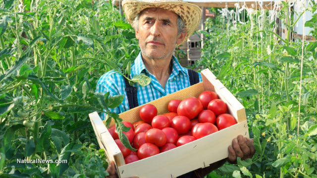 Add tomatoes to your diet for numerous health benefits