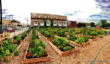 13 Medicinal herbs for your survival garden