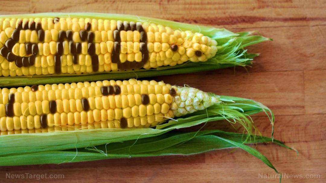 gmo-food-genetic-modified-corn-crop-science