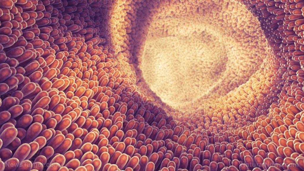 Microbiome – Gut health discoveries revealed