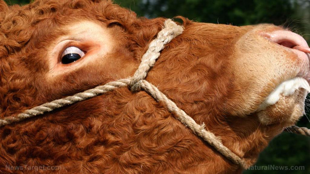 Experimental Covid-19 “vaccines” could cause mad cow disease, experts warn