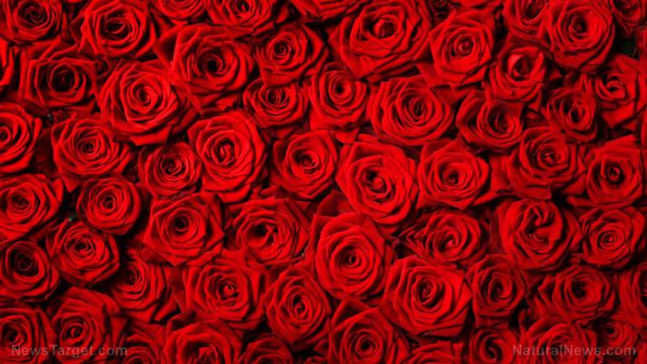 Chocolate and roses have health benefits: Not just for Valentines' Day - find out how to get the best chocolate and roses for your health