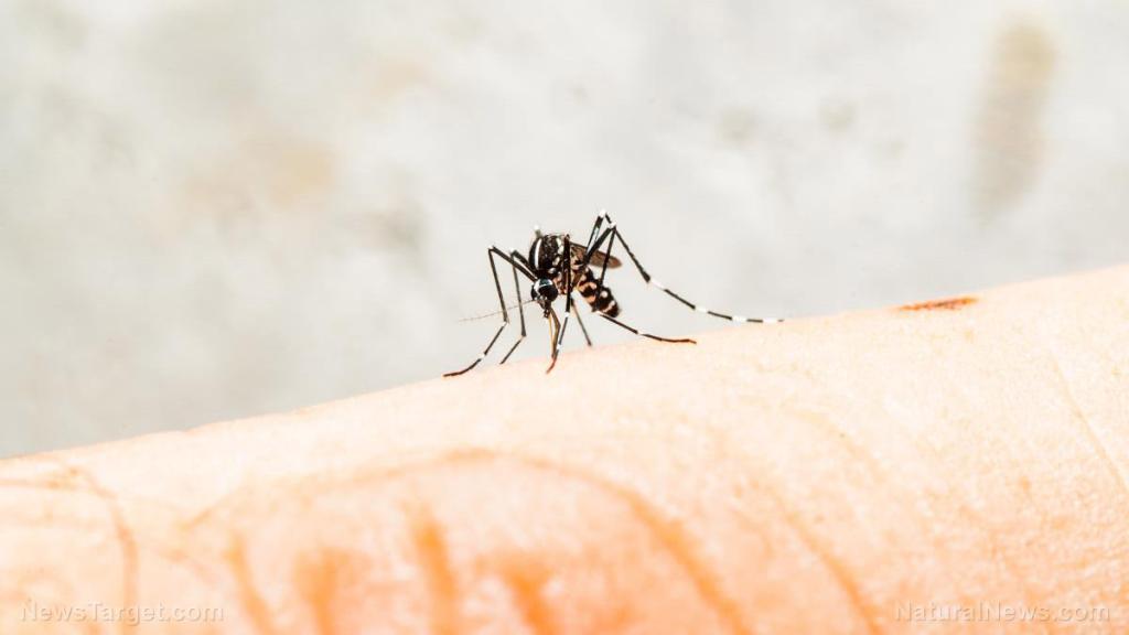 Itch relief: 10 Natural remedies for itchy and swollen bug bites