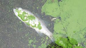 Study reveals that toxic algae is causing dolphins to suffer from Alzheimer’s-like brain disease