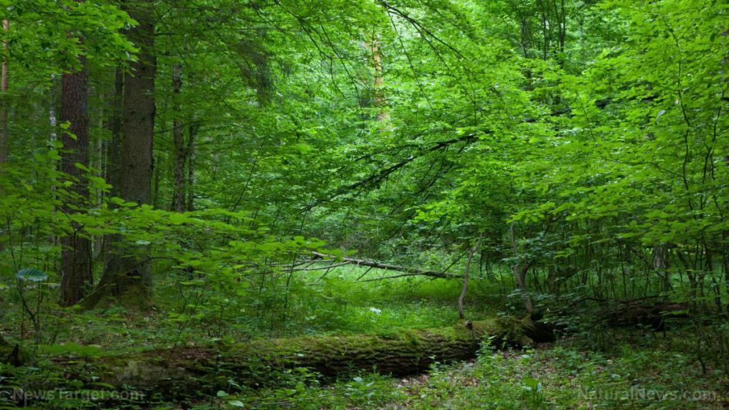 Study shows that a loss of biodiversity can put an entire ecosystem at risk of extinction