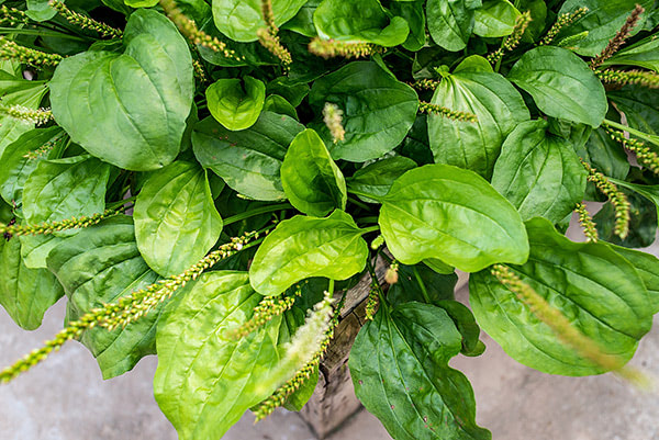 Can a plantain from Asia keep liver disease at bay?