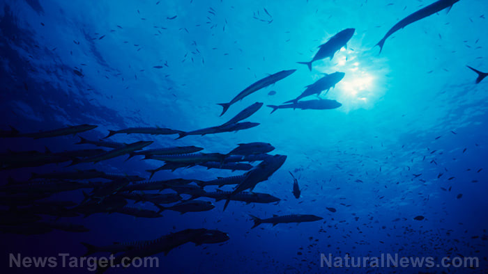 Researchers create robot fish that can swim right next to real ones in coral reefs