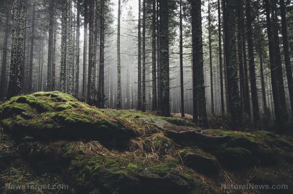 8 Skills you need to learn if you want to become self-sufficient in the wilderness