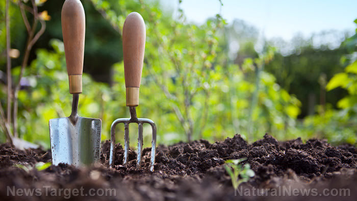 What to do if your survival garden dies