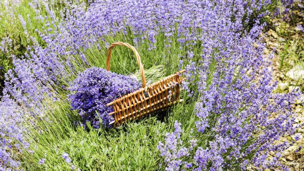 How to prevent bug bites in the wild