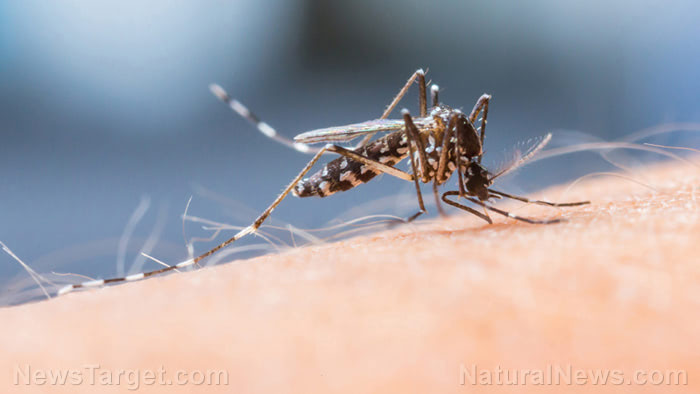 Natural solutions to halt mosquitoes