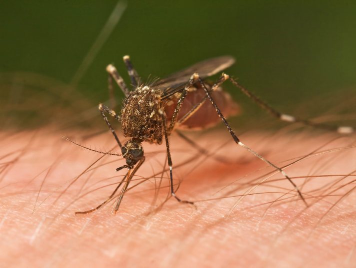 COVID, monkeypox and now West Nile: The election virus fearmongering continues