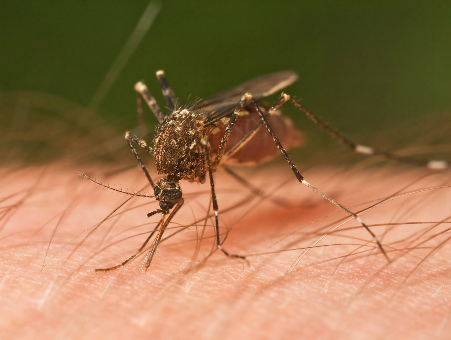 Mosquito begone: 5 Natural ingredients that work as a mosquito repellent