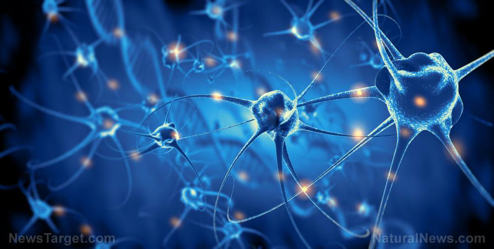 Do covid vaccines contain GMO “Magneto” protein capable of remotely controlling behavior, brain activity?