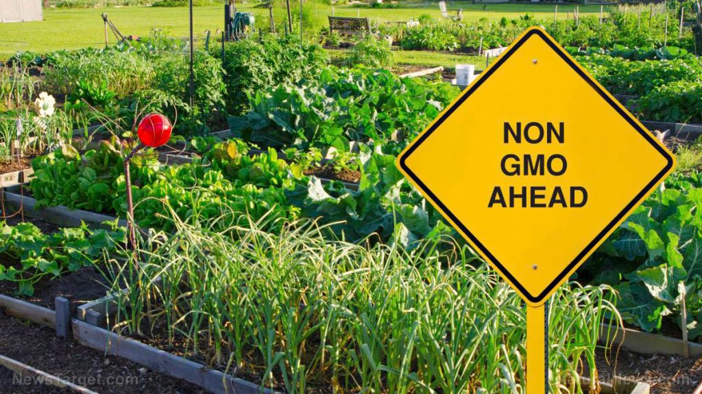 SHOCKER: Most products labeled “Non-GMO” can still be grown with sewage sludge, antibiotics, growth hormones, hospital bio-waste, synthetic pesticides and Roundup