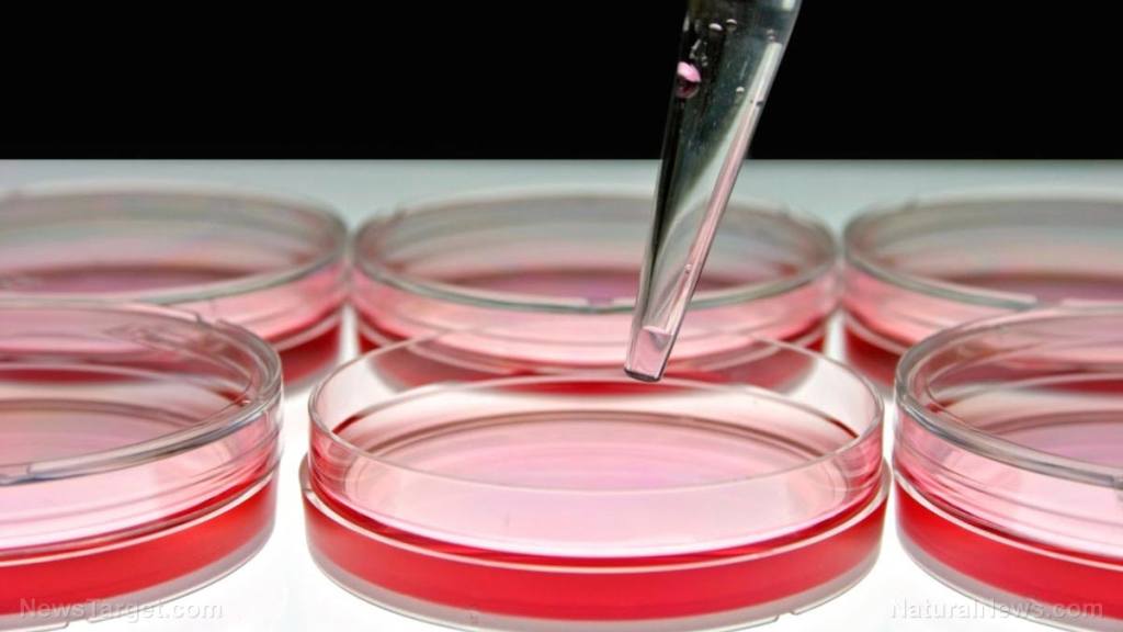 Researchers study fungi to turn food waste into sustainable bioplastic