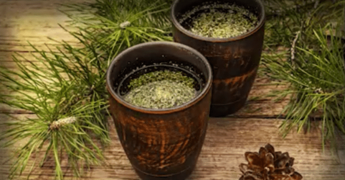 Since ancient times, pine needles have been an important part of vibrant health