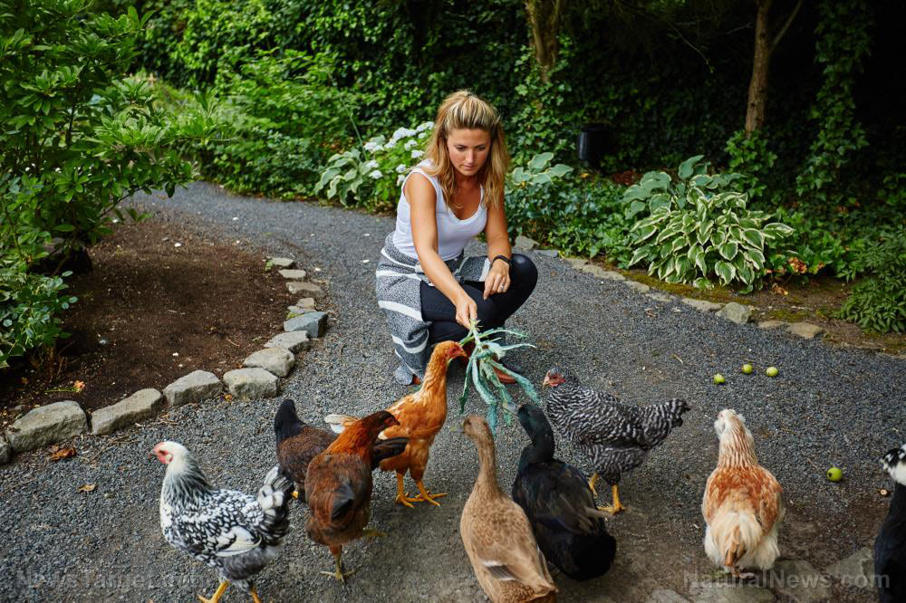 Homesteading hacks: 15 Ways to feed your chickens (for free)