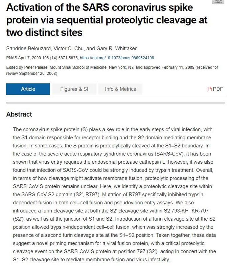 Activation of the SARS coronavirus spike protein
