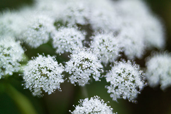 Researchers look at chunkung herbal medicine and its ability to prevent bone loss in postmenopausal women