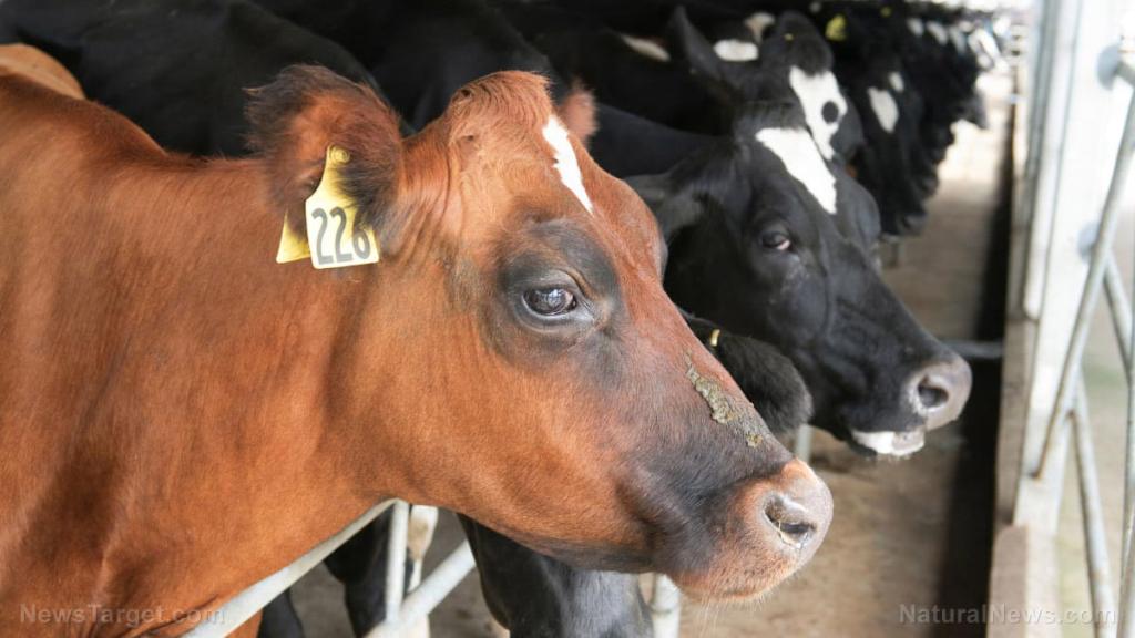 Agricultural waste could be contributing to the rise of antibiotic-resistant bacteria