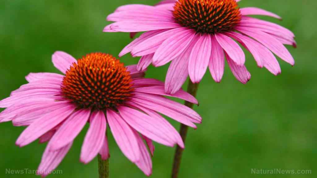Echinacea extract can help address mild anxiety in adults, reveals study