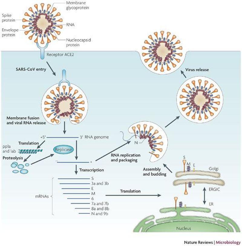 RNA replication and packaging