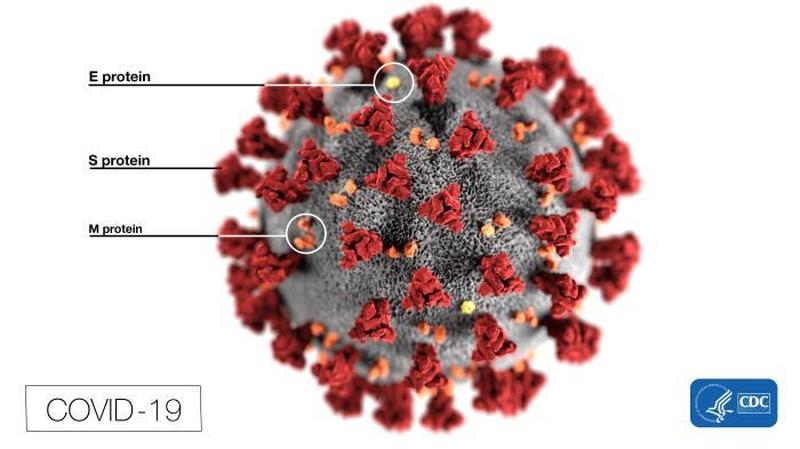 The S spike protein plays a key role in how the virus infects cells. Each of the little spikes that surround the coronavirus is a spike protein (or S protein). That’s what gives the coronavirus it’s name – it’s “crown” of these spikes.