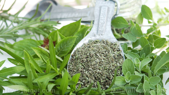 Oregano oil inhibits cancer growth, removes warts and more