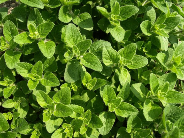 Oregano essential oil kills antibiotic resistant superbugs “without any side effects” urges scientist … Pharma-controlled media SILENT
