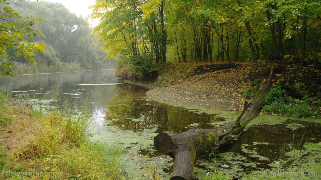 “Eco-friendly” glitter just as damaging to the environment as conventional glitter, study finds