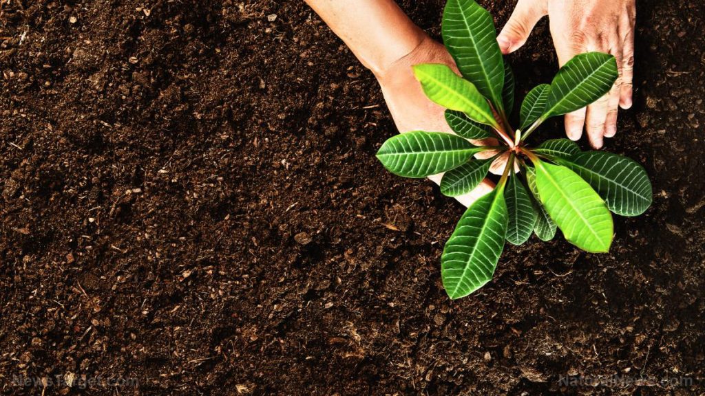 Scientists find toxic “forever chemicals” in home fertilizers made from sewage sludge