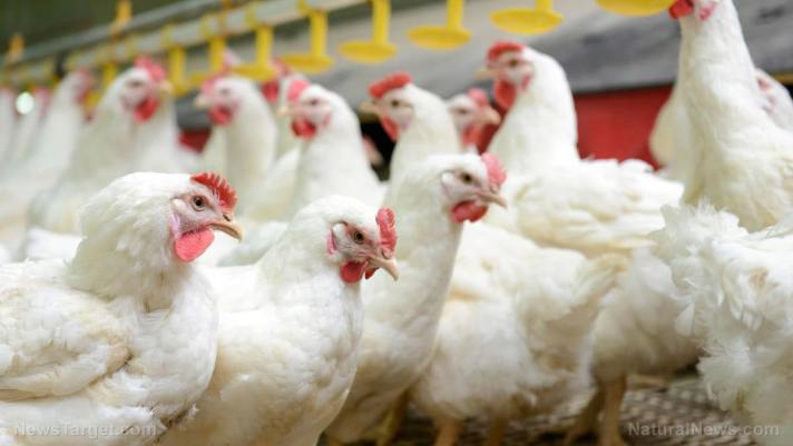 Bureaucrats slaughter millions of chickens amid “bird flu” fakedemic