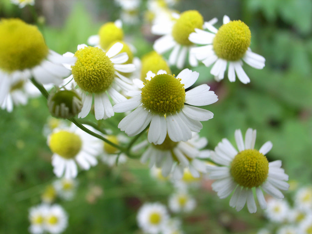 Chamomile tea may control diabetes, professor says