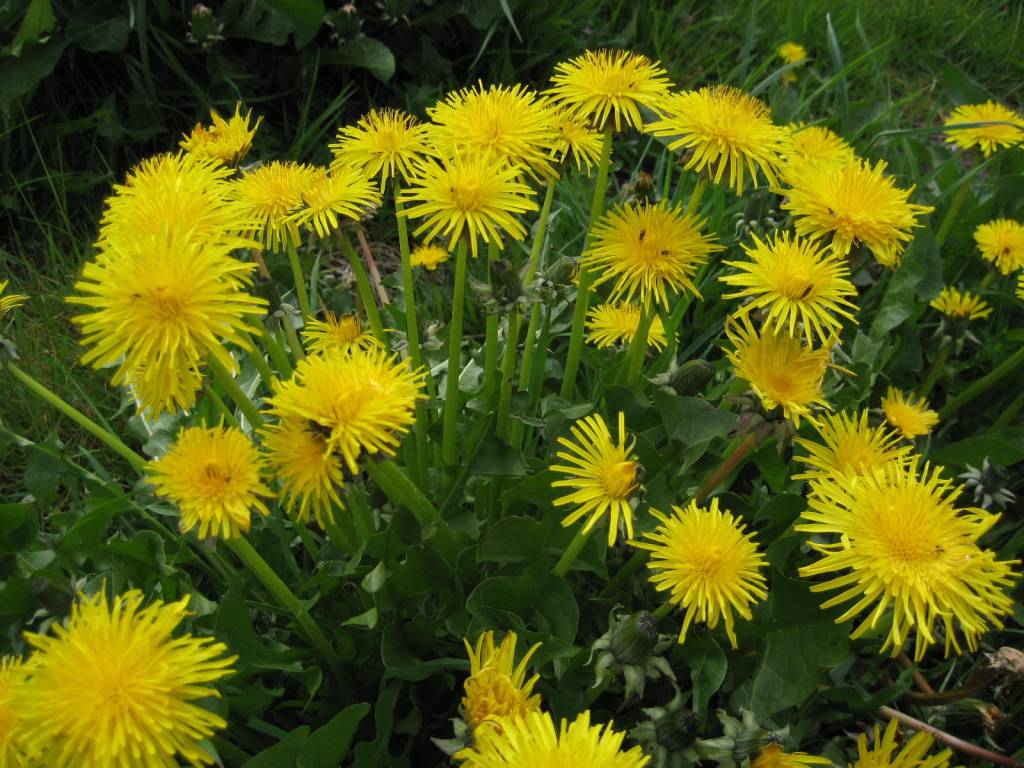 Survival foraging: How to identify and use dandelion, a versatile weed