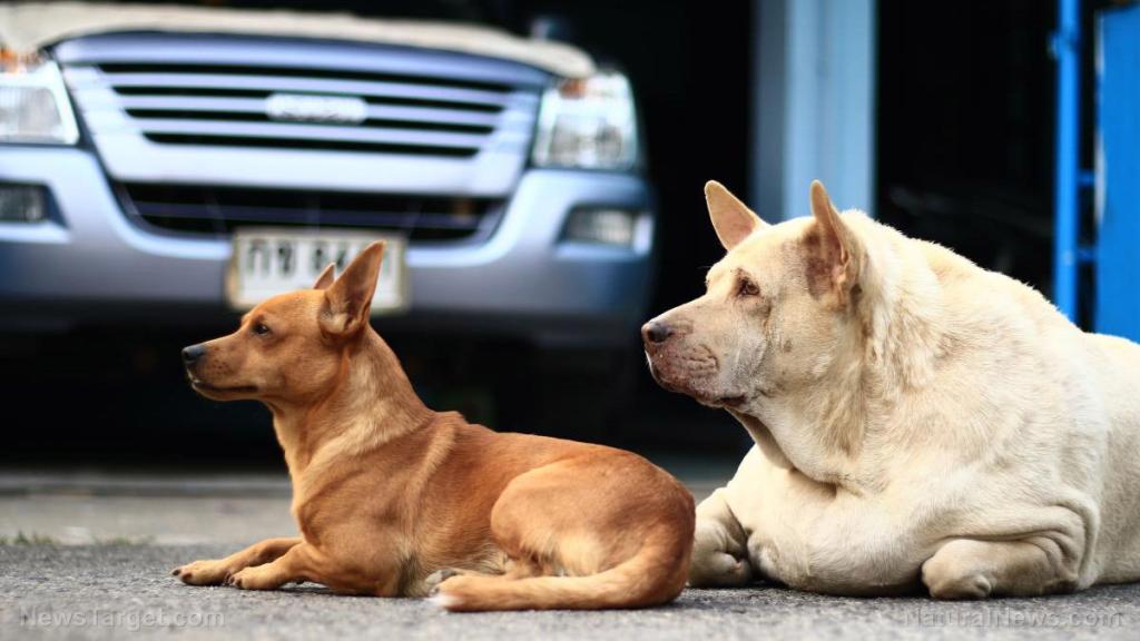 DEATH TO ALL: Vaccine industry now tweaking spike proteins to target minks, cats, dogs, and other pets