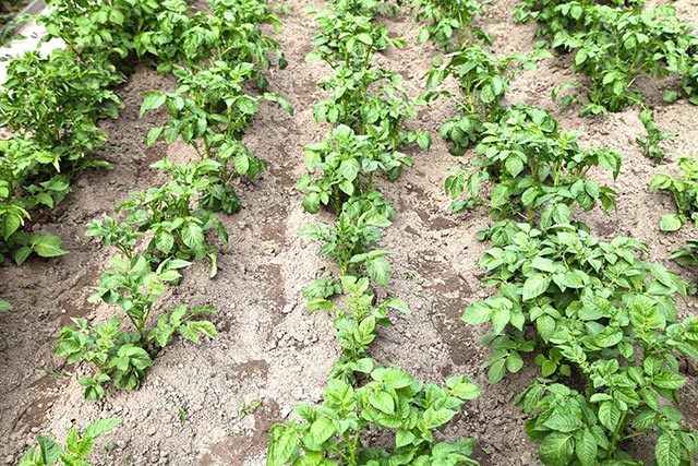 Want bigger, healthier potatoes? Use straw mulch; it improves soil quality and suppresses weeds