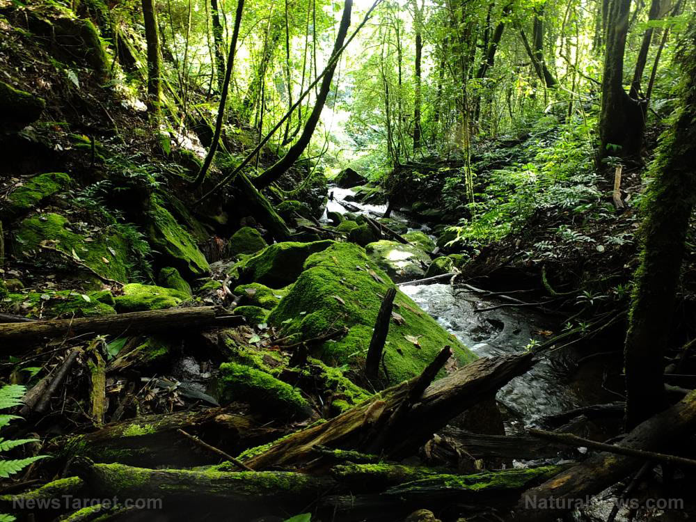 Stay fresh in the wilderness with natural alternatives to personal hygiene products