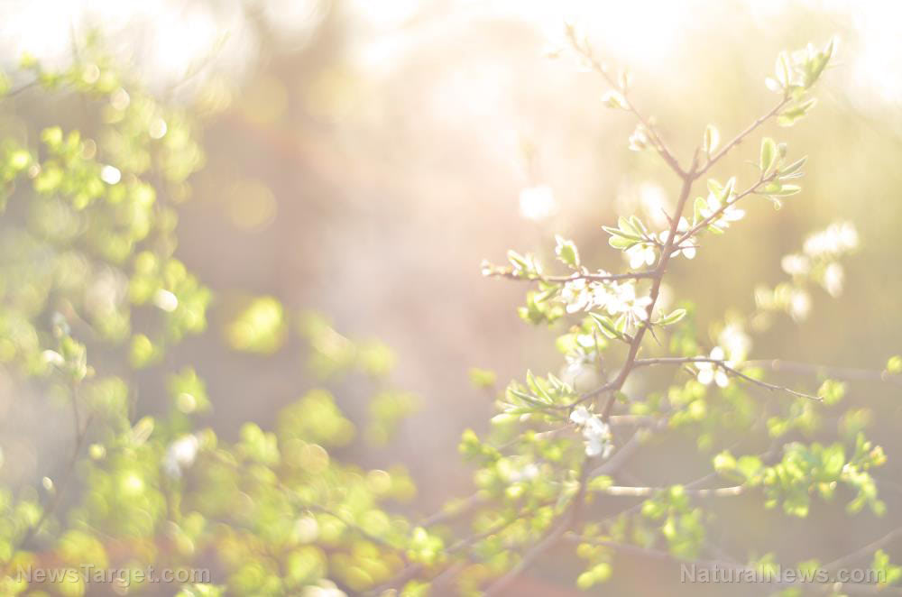 California farmers shaking almonds off trees to save drought-stricken orchards