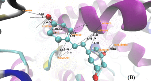 Graphic depiction of RESVERATROL molecular docking to spike protein, thus disrupting spike protein entry into cells.