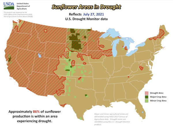 sunflower drought vs crop usa