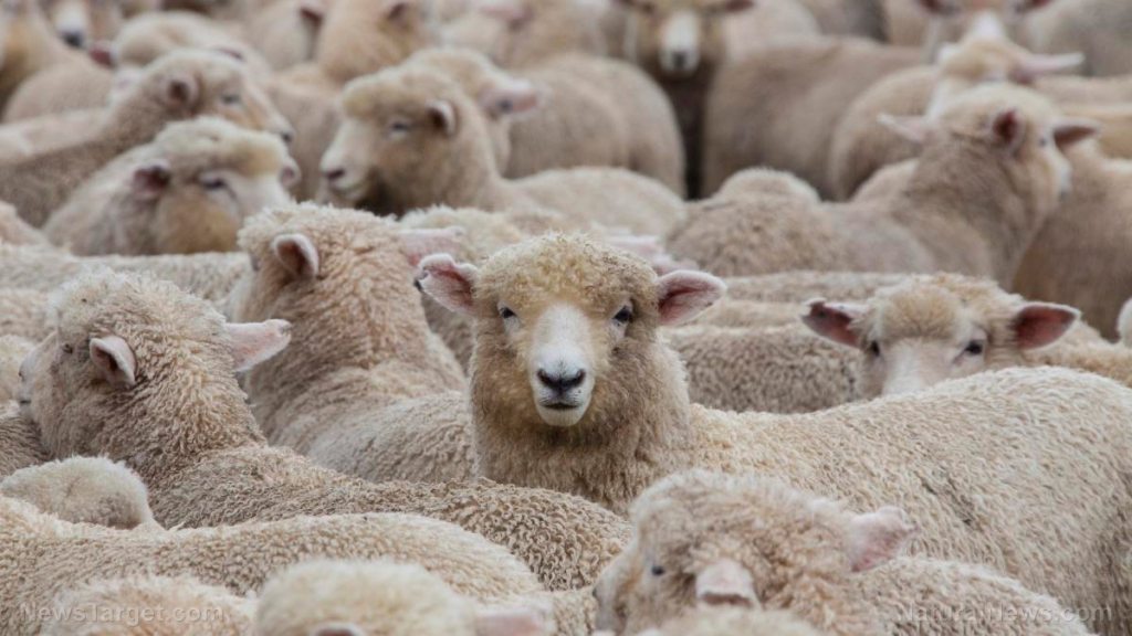The vaccinated sheep are being taken for a ride — How long before they jump off the train? Never?