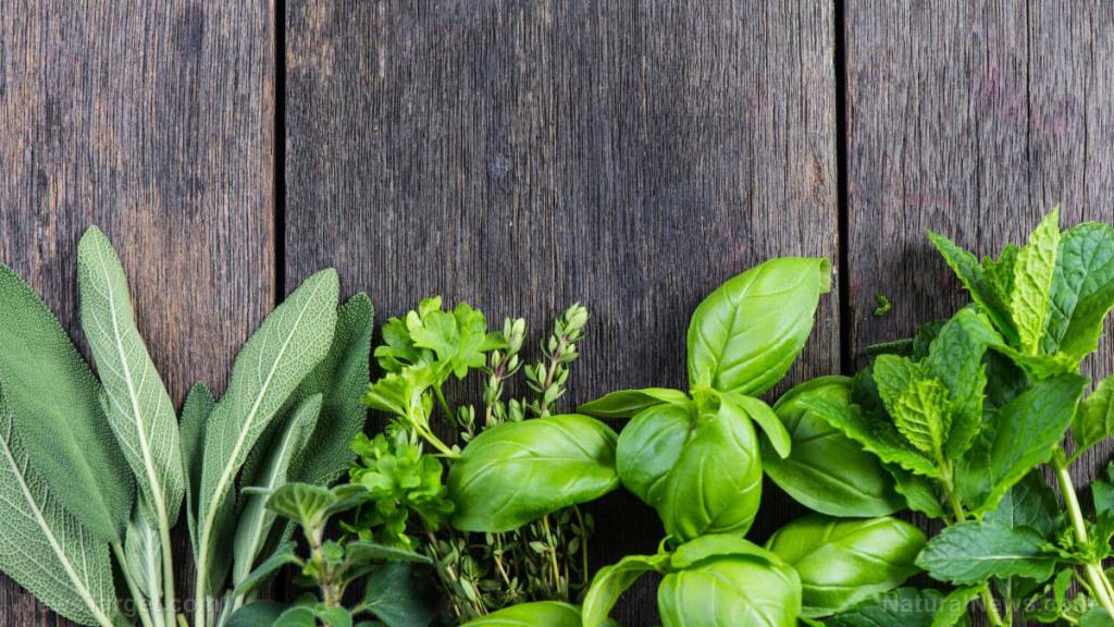 Prepper medicine: How to use dyer’s woad, a natural antiviral