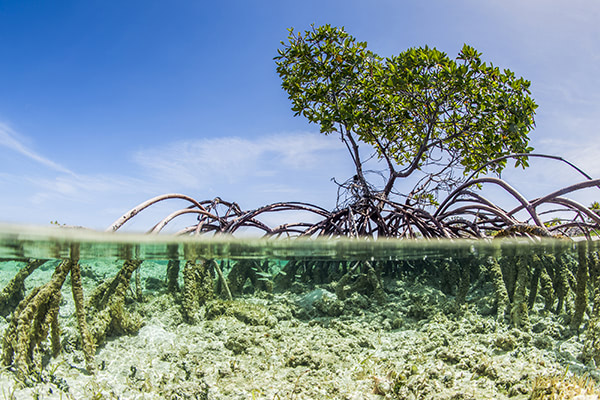 Water purifier inspired by mangrove trees can remove salt from water