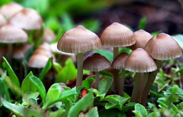 Lingzhi mushrooms combat aging, disease and even cancer