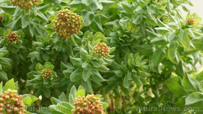 The potential neuroprotective properties of salidroside from Rhodiola rosea